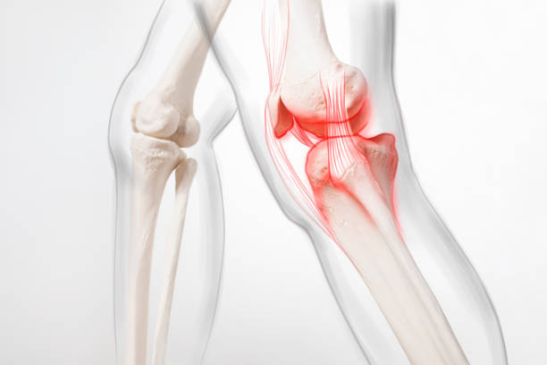 Knee anatomy and joint movement